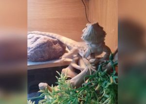 Facebook:  Lagarto devolvió saludo a su dueño ¡Te asombrarás! – VIDEO