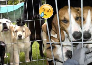 ¿Robaron a tu mascota? En este lugar encontrarás a tu engreído