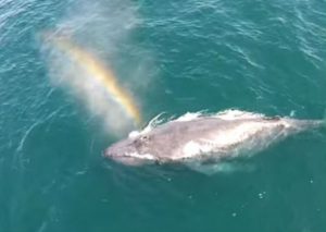 Viral: No creerás lo que hizo este tiburón – VIDEO