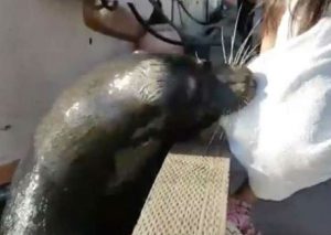 ¿Recuerdas a la niña  que fue víctima de un lobo marino? Ahora lucha por infección mortal