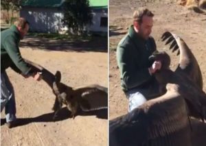 Facebook: Hombre le salva la vida y cóndor lo recibe con emotivo saludo – VIDEO