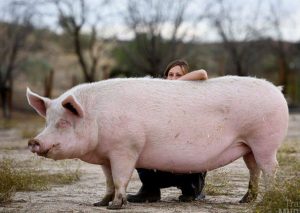 Viral: ¡Encontraron un bebé dentro de un cerdo!  – FOTOS