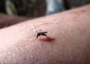 Un día como hoy se conoció qué mosquito transmitía la fiebre amarilla