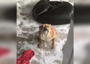 Facebook: Perro hace tremenda travesura y … (VIDEO)