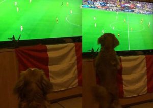 Perro alentó a la Selección Peruana de esta peculiar manera