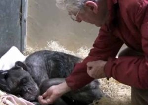 Chimpancé sin ganas de vivir reacciona así cuando ve a su amigo – VIDEO