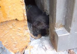 Viral: Gata entrega a su bebé para que lo salven (VIDEO)
