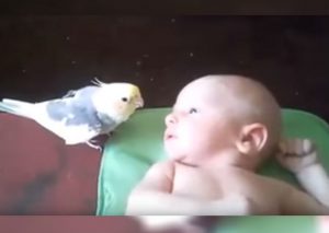 Viral: Pajarito le canta a bebé recién nacido y conmueve a todos (VIDEO)