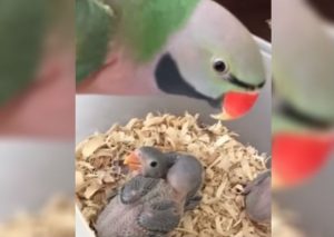 Youtube: Cacatúa que les dice ‘Te amo’ a sus bebés se vuelve viral (VIDEO)
