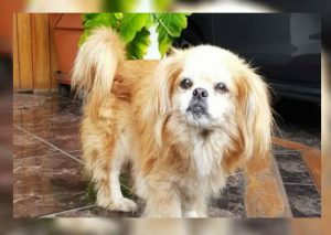 Ayudémos a Sumiko a llegar a casa