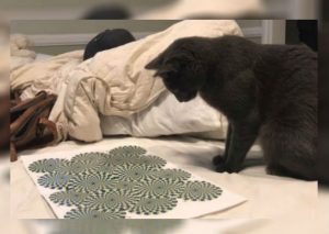 YouTube: Ilusión óptica deja hipnotizado a gato