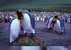 Día mundial de los animales: Estos son los animales más fieles del mundo