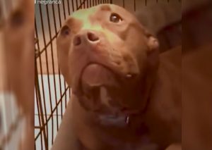 Facebook: Tierno pitbull necesita que le canten para poder dormir (VIDEO)