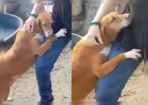 Facebook: Perro abandonado le suplica a un periodista que lo adopte (VIDEO)