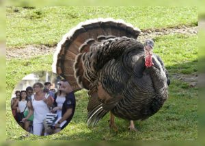 Pavo se descontrola y ataca a transeúntes que pasan por su lado