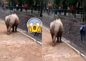 Mujer se ‘enfrenta’ a rinoceronte para salvar su iPhone