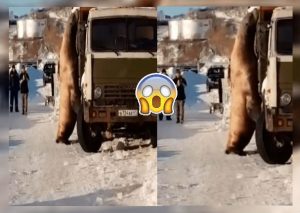 León marino hace dormir a conductores para ‘robar’ toneladas de pescados (VIDEO)