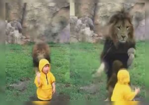 León ataca a niño y escena conmueve al mundo (VIDEO)