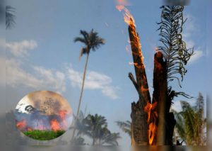 Así luce la Amazonía tras terrible incendio forestal