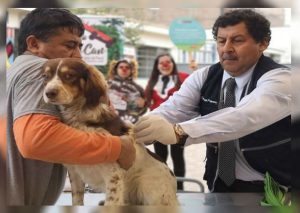 VanCan 2019: Vacunarán gratis a más de un millón de perros
