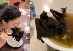Se descubre el origen del brote del coronavirus: Sopa de murciélago