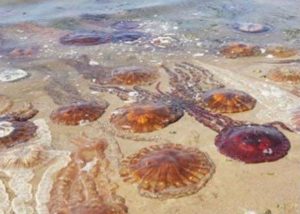 ¿Qué hacer si te pica una malagua? Sigue estos pasos