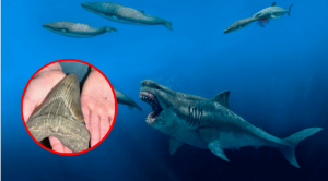 ¿LO SABÍAS?: ASÍ FUE EL MEGALODÓN, el TIBURÓN GIGANTE que VIVIÓ en el MAR PERUANO por 10 MILLONES de AÑOS